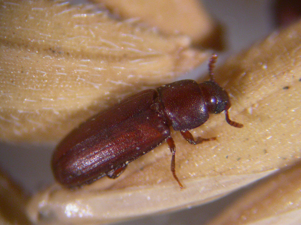 กรมวิชาการเกษตรเปิดมิติใหม่กำจัดแมลงศัตรูหลังเก็บเกี่ยว ชงใช้สารรมอีโคฟูมและเวเปอร์ฟอสกำจัด ใช้เวลาน้อย ปลอดภัย ไม่กระทบคุณภาพผลผลิต 12 10 1