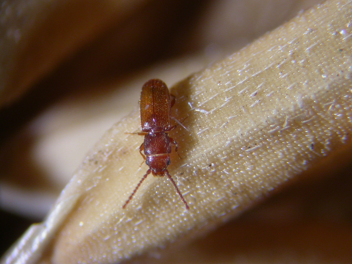 กรมวิชาการเกษตรเปิดมิติใหม่กำจัดแมลงศัตรูหลังเก็บเกี่ยว ชงใช้สารรมอีโคฟูมและเวเปอร์ฟอสกำจัด ใช้เวลาน้อย ปลอดภัย ไม่กระทบคุณภาพผลผลิต 13 11