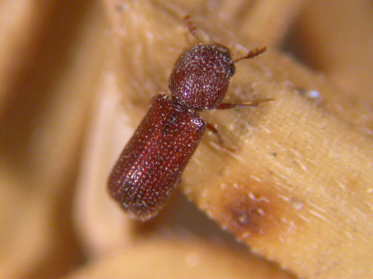 กรมวิชาการเกษตรเปิดมิติใหม่กำจัดแมลงศัตรูหลังเก็บเกี่ยว ชงใช้สารรมอีโคฟูมและเวเปอร์ฟอสกำจัด ใช้เวลาน้อย ปลอดภัย ไม่กระทบคุณภาพผลผลิต 14 12 1