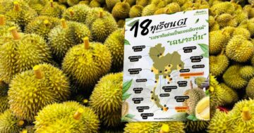 18 ทุเรียน GI3