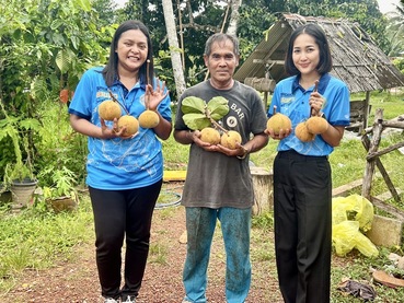 ‘กระท้อนนาปริก’ จ.สตูล สินค้า GI มุ่งยกระดับคุณภาพ พัฒนาตลาด สร้างรายได้อย่างยั่งยืน 3 1S 9330731 0