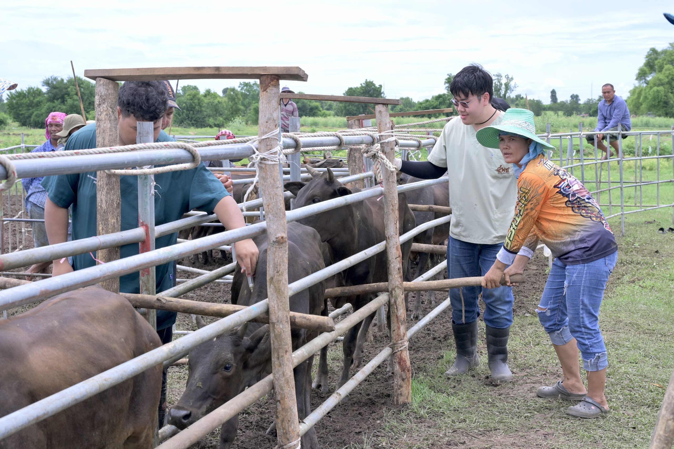 กรมปศุสัตว์ออกหน่วยให้บริการโครงการสัตวแพทย์พระราชทานฯ ในพื้นที่จังหวัดกาญจนบุรี 8 273073 scaled