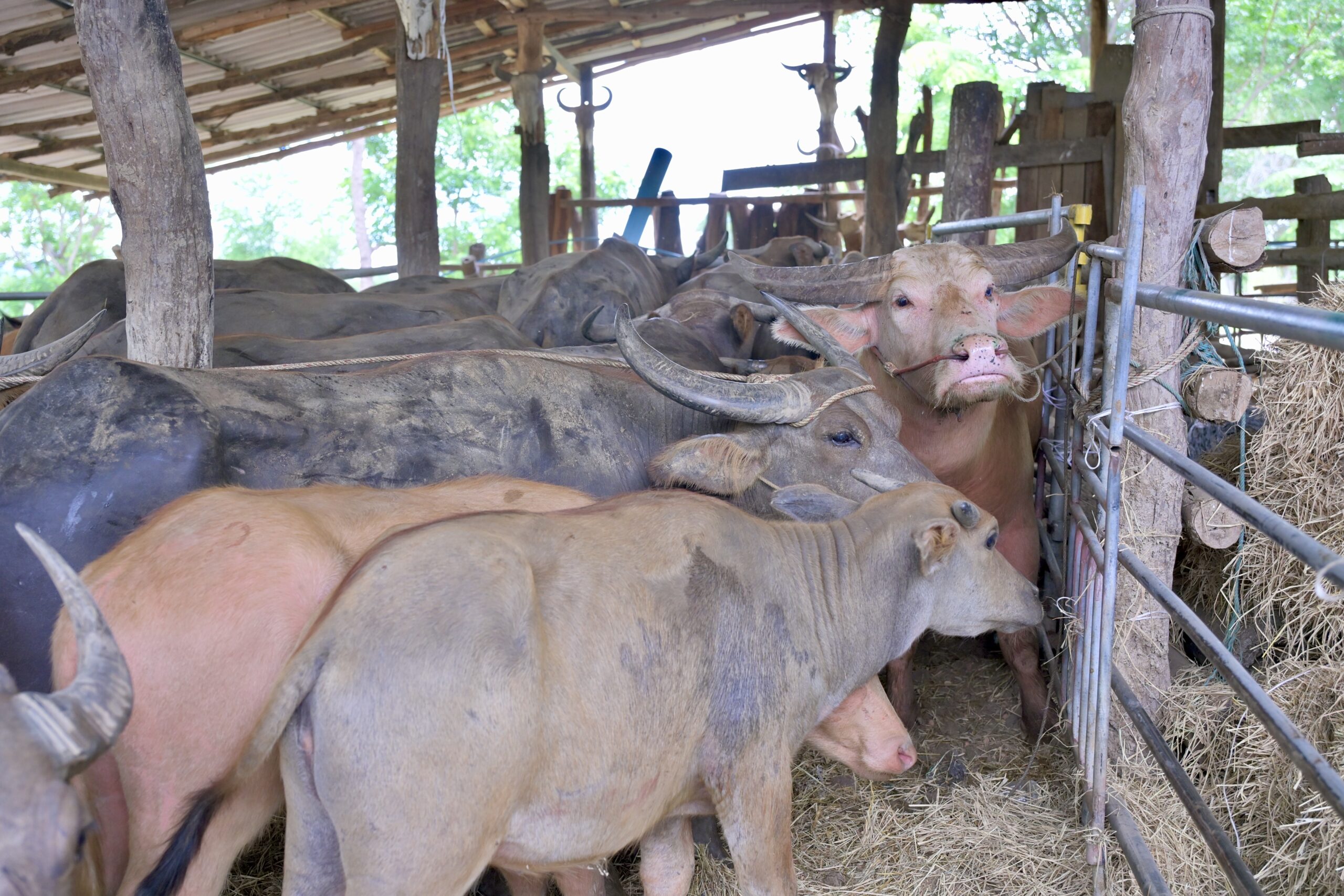 กรมปศุสัตว์ออกหน่วยให้บริการโครงการสัตวแพทย์พระราชทานฯ ในพื้นที่จังหวัดกาญจนบุรี 9 273083 scaled