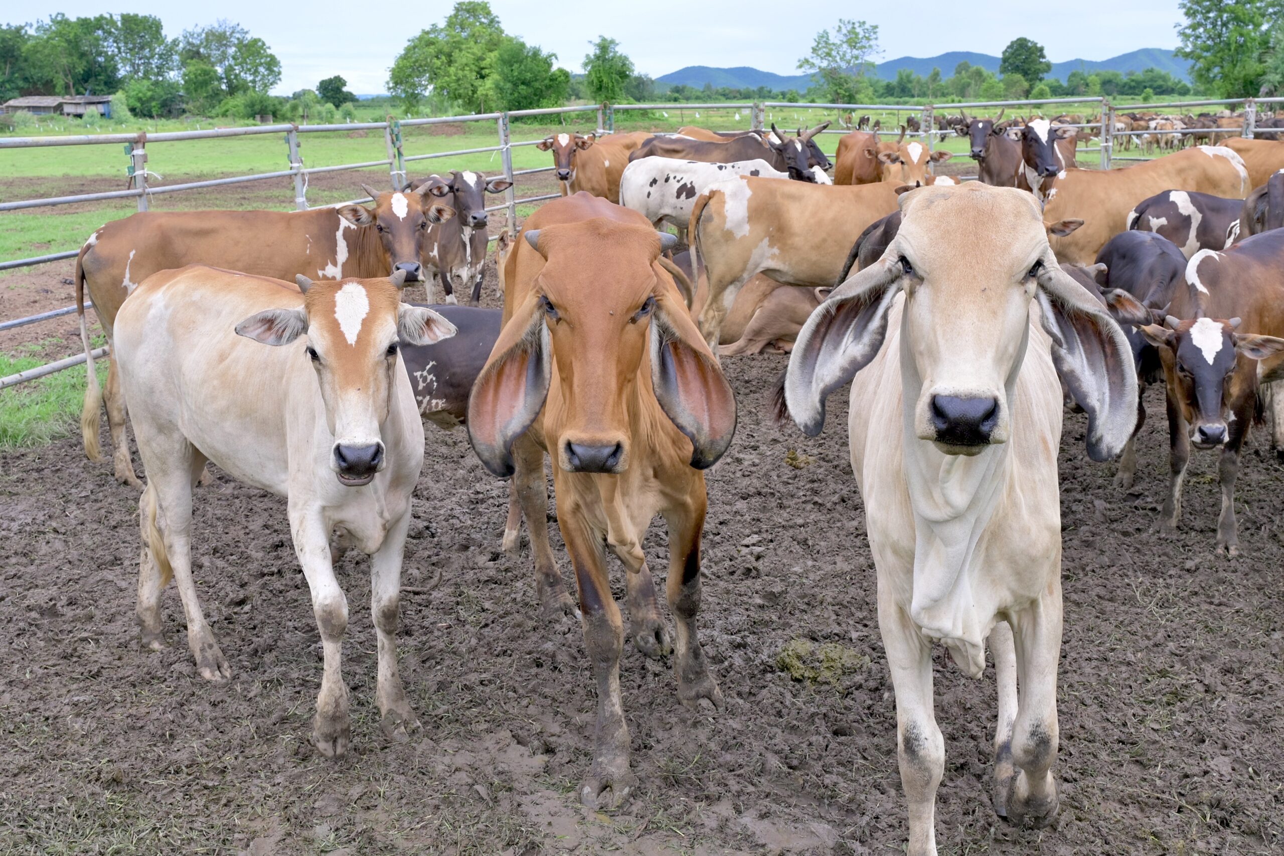 กรมปศุสัตว์ออกหน่วยให้บริการโครงการสัตวแพทย์พระราชทานฯ ในพื้นที่จังหวัดกาญจนบุรี 10 273086 scaled