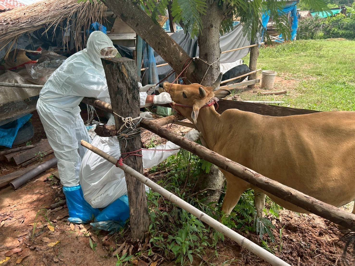 “ปศุสัตว์” ยืนยันไม่พบสัตว์ป่วย-ตายจากแอนแทรกซ์ในหนองบัวลำภู 6 281295