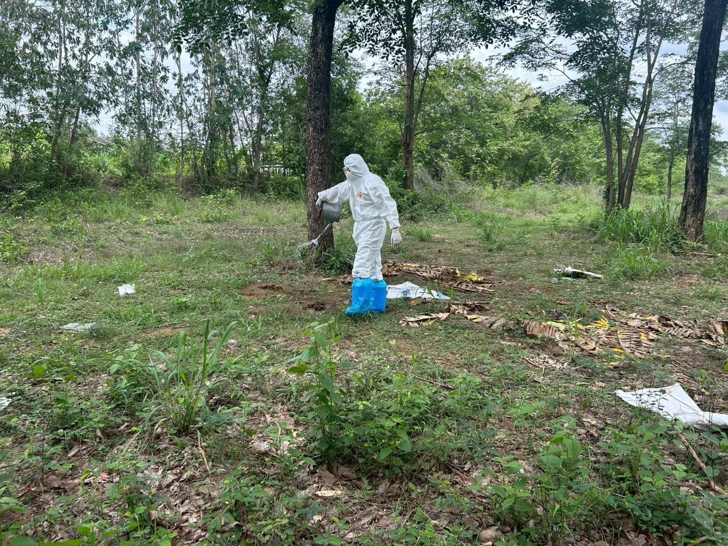 “ปศุสัตว์” ยืนยันไม่พบสัตว์ป่วย-ตายจากแอนแทรกซ์ในหนองบัวลำภู 7 281297