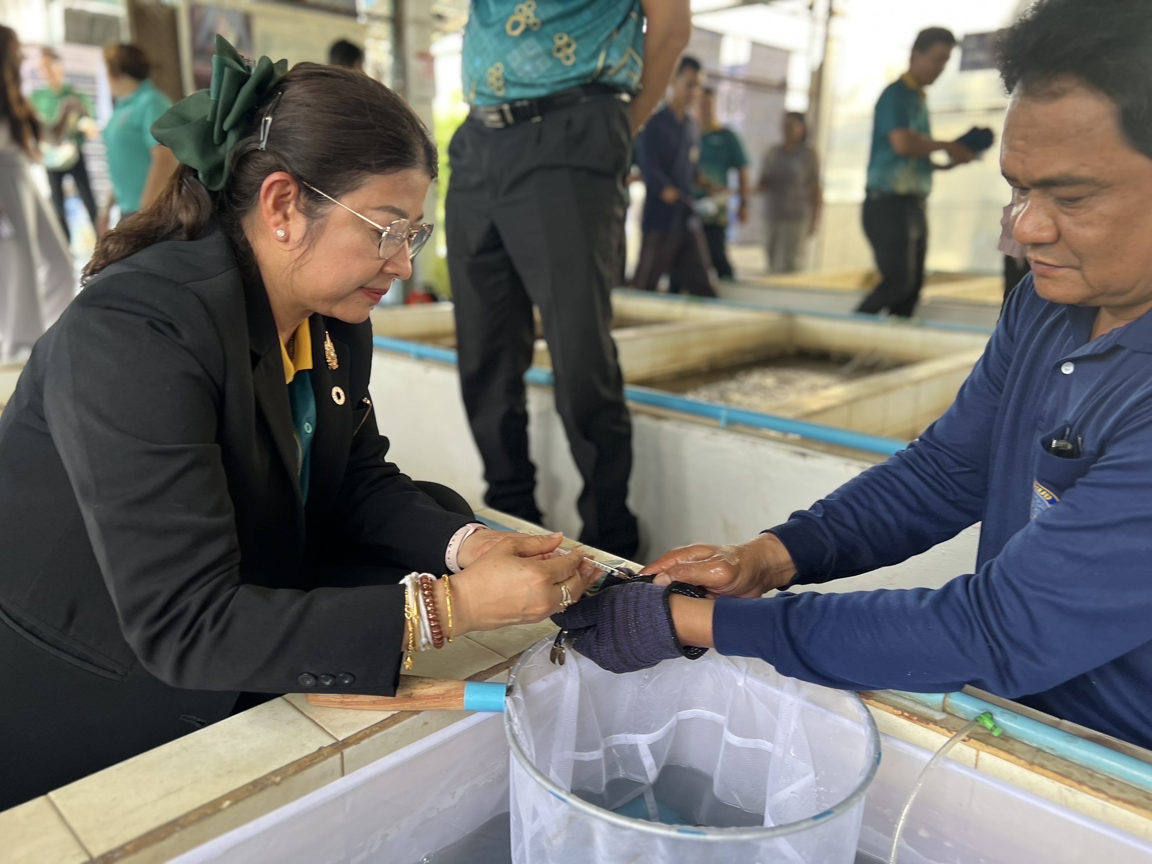 กรมประมงเร่งปั้นผลผลิตลูกพันธุ์ “ปลาชะโอน” รองรับความต้องการของเกษตรกรจัดคอร์สติวเทคนิคอนุบาลด้วยการควบคุมอุณหภูมิ หนุนเพิ่มประสิทธิภาพการผลิต 6 426455