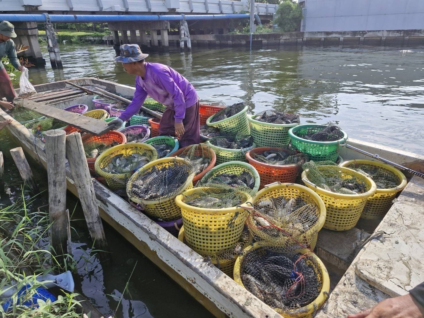 กรมประมง เปิดผลสำเร็จ รับซื้อปลาหมอคางดำ 13- 23 พ.ค. 68 รวมจำนวน 689,596 กก. 3 436181