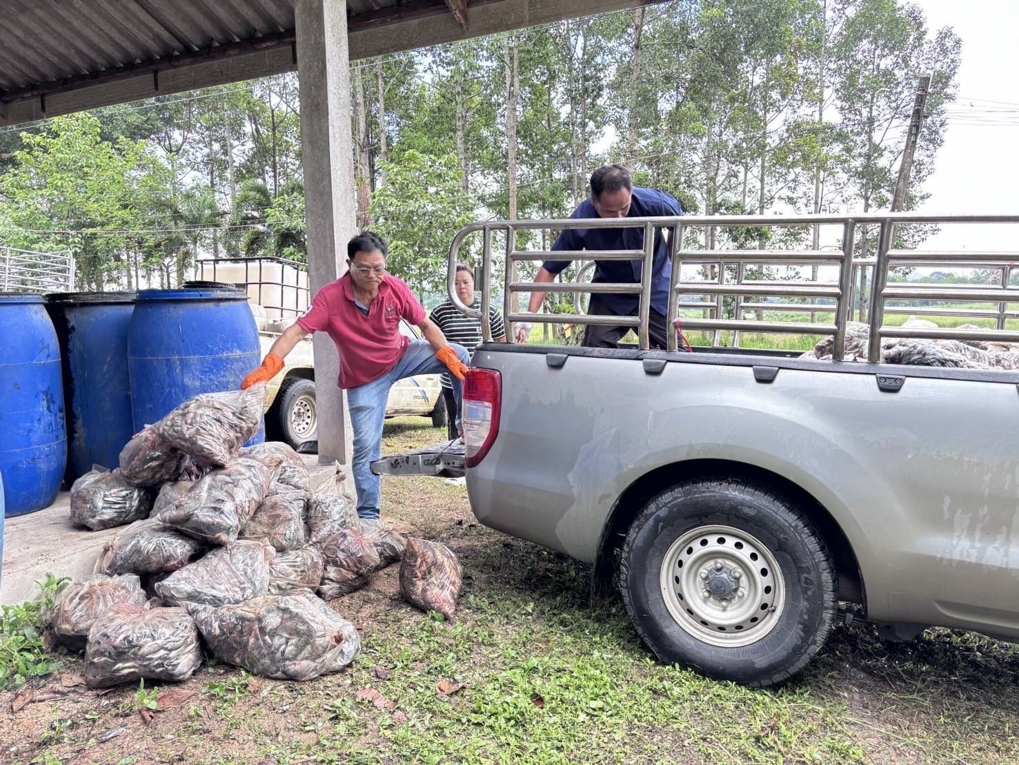 กรมประมง เปิดผลสำเร็จ รับซื้อปลาหมอคางดำ 13- 23 พ.ค. 68 รวมจำนวน 689,596 กก. 5 436183