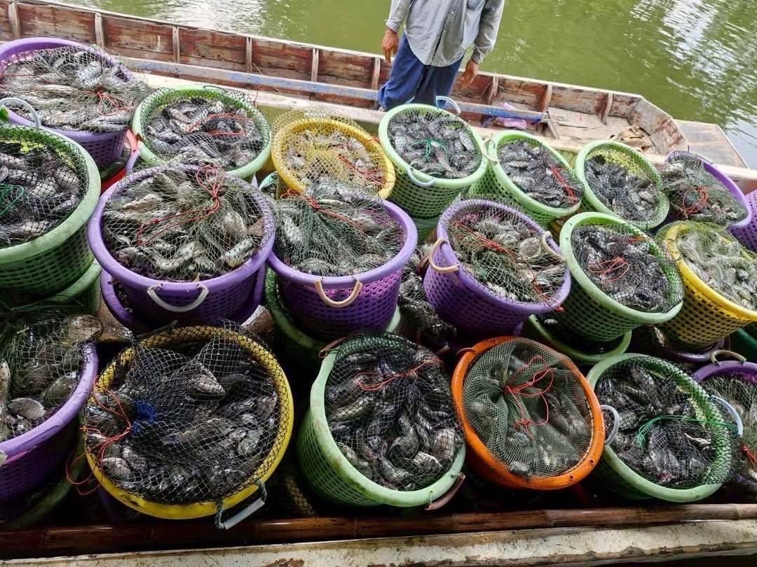 กรมประมง เปิดผลสำเร็จ รับซื้อปลาหมอคางดำ 13- 23 พ.ค. 68 รวมจำนวน 689,596 กก. 8 436186