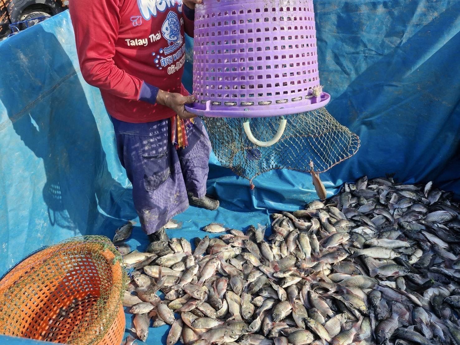 กรมประมง เปิดผลสำเร็จ รับซื้อปลาหมอคางดำ 13- 23 พ.ค. 68 รวมจำนวน 689,596 กก. 9 436187