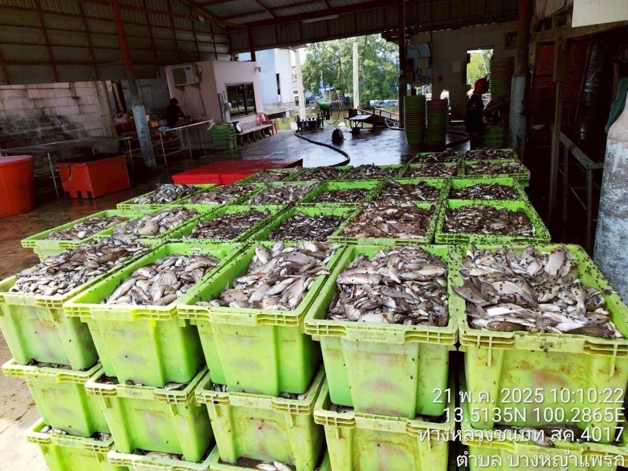 กรมประมง เปิดผลสำเร็จ รับซื้อปลาหมอคางดำ 13- 23 พ.ค. 68 รวมจำนวน 689,596 กก. 10 436189