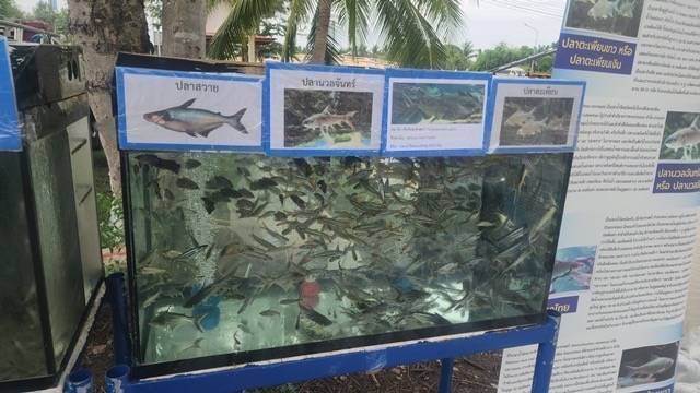 กรมประมง จับมือ อบจ.ปทุมธานี ปล่อยพันธุ์สัตว์น้ำกว่า 5 แสนตัว ลงคลอง 13 หนองเสือเพิ่มประชากรสัตว์น้ำในแหล่งน้ำธรรมชาติควบคู่ไปกับกระตุ้นเศรษฐกิจฐานรากของจังหวัดปทุมธานีภายใต้ MOU ยกระดับการพัฒนาภาคการเกษตรในระดับพื้นที่ 8 447774