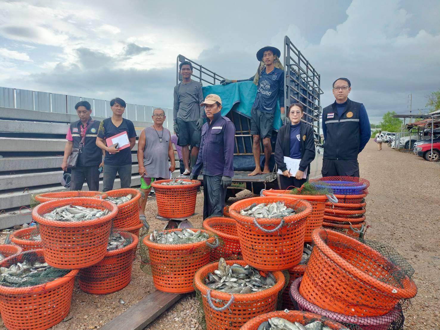 รับซื้อจริง-กำจัดจริงปลาหมอคางดำ เปิดผลสำเร็จการรับซื้อปลาหมอคางคำ ระหว่างวันที่8- 30 พ.ค. 2568 รวมทั้งสิ้น 1,116,016 กิโลกรัม 2 448217