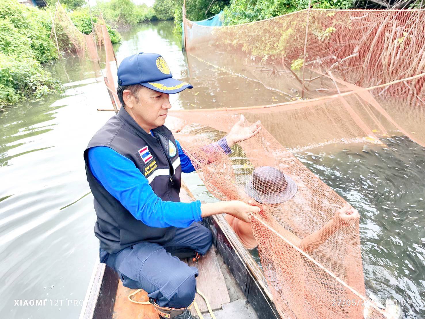 รับซื้อจริง-กำจัดจริงปลาหมอคางดำ เปิดผลสำเร็จการรับซื้อปลาหมอคางคำ ระหว่างวันที่8- 30 พ.ค. 2568 รวมทั้งสิ้น 1,116,016 กิโลกรัม 6 448221