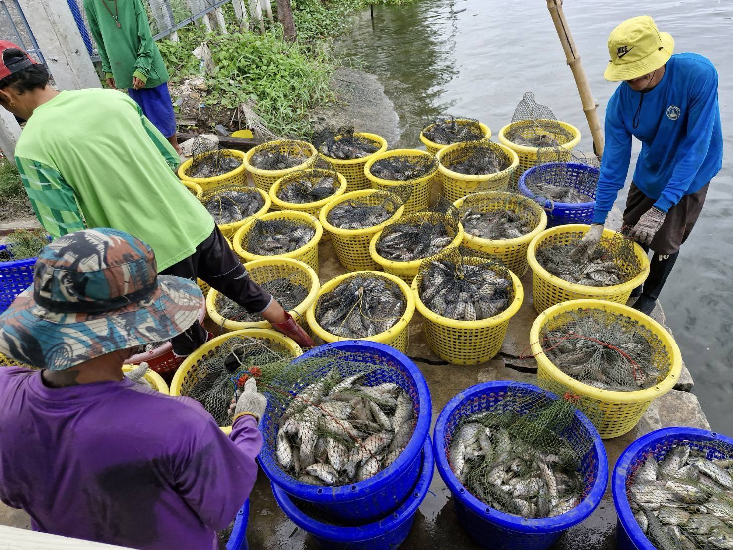 รับซื้อจริง-กำจัดจริงปลาหมอคางดำ เปิดผลสำเร็จการรับซื้อปลาหมอคางคำ ระหว่างวันที่8- 30 พ.ค. 2568 รวมทั้งสิ้น 1,116,016 กิโลกรัม 7 448222