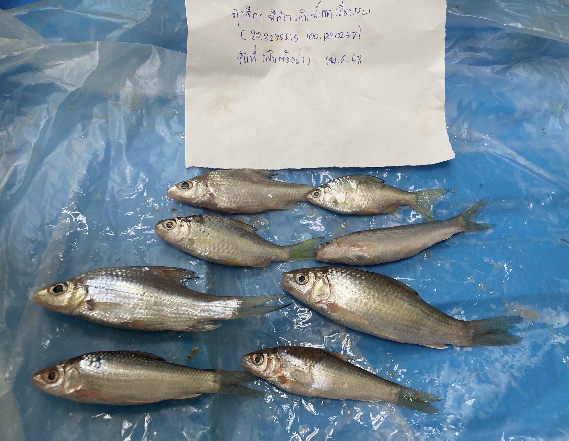 กรมประมงเข้ม ตรวจติดตามเฝ้าระวังสารปนเปื้อนสัตว์น้ำในแม่น้ำสาย - แม่น้ำกก ลุยเก็บตัวอย่างตรวจโลหะหนักต่อเนื่อง เพื่อสร้างความมั่นใจให้ประชาชน 5 448424