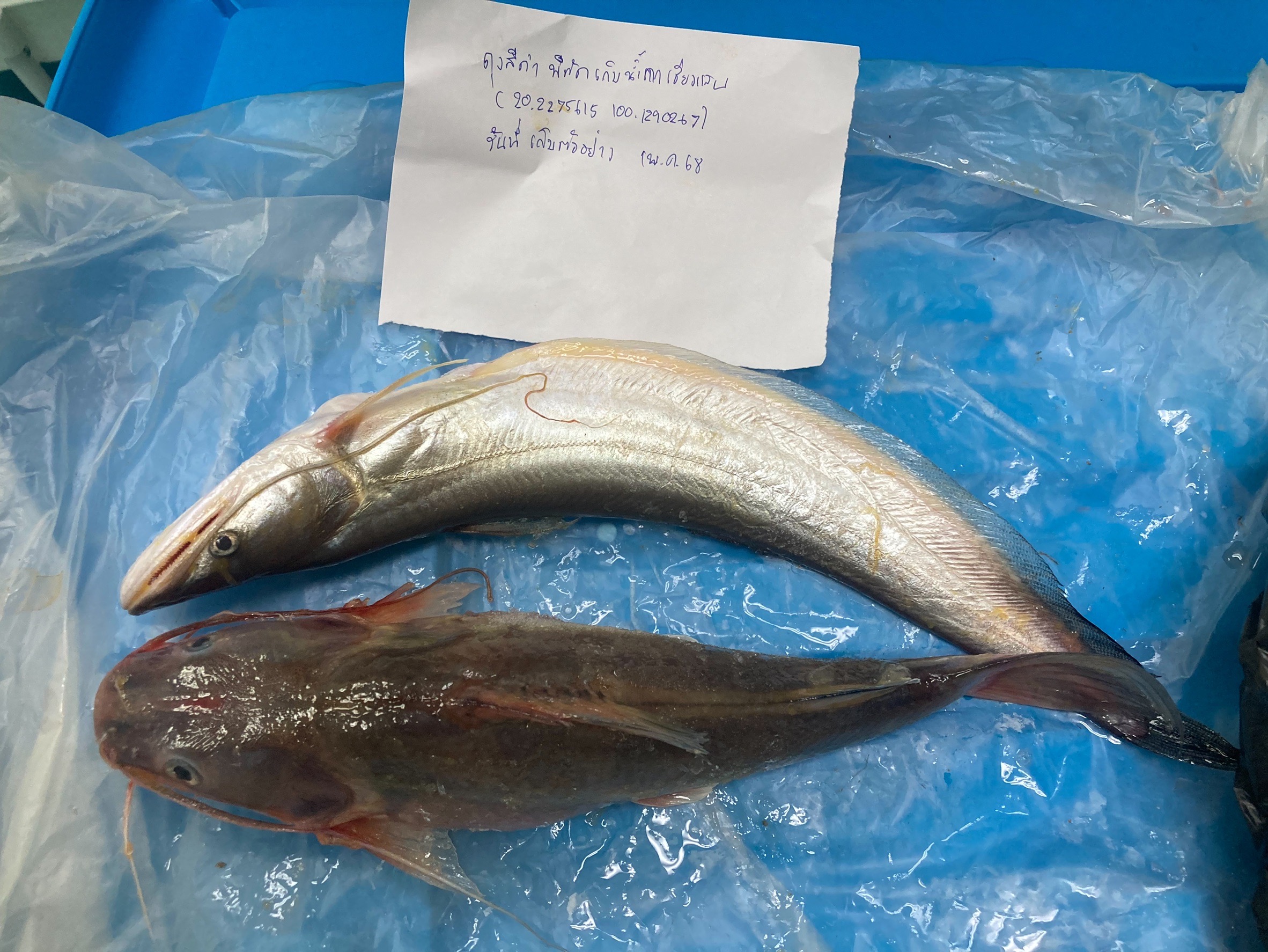 กรมประมงเข้ม ตรวจติดตามเฝ้าระวังสารปนเปื้อนสัตว์น้ำในแม่น้ำสาย - แม่น้ำกก ลุยเก็บตัวอย่างตรวจโลหะหนักต่อเนื่อง เพื่อสร้างความมั่นใจให้ประชาชน 8 448425