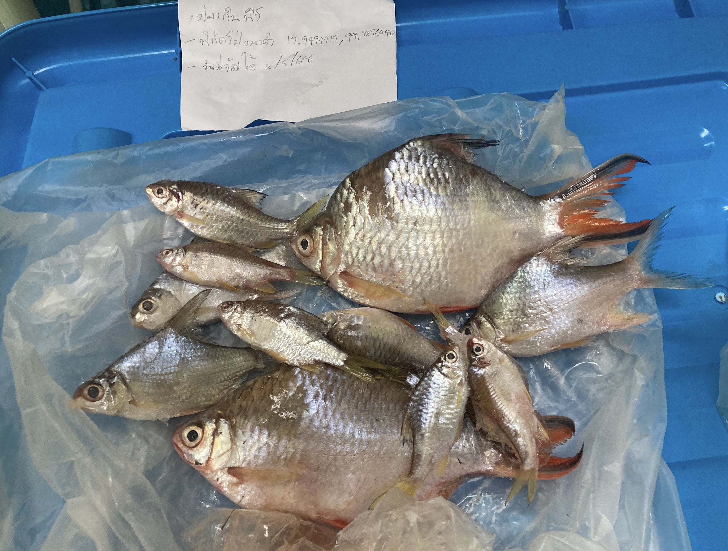 กรมประมงเข้ม ตรวจติดตามเฝ้าระวังสารปนเปื้อนสัตว์น้ำในแม่น้ำสาย - แม่น้ำกก ลุยเก็บตัวอย่างตรวจโลหะหนักต่อเนื่อง เพื่อสร้างความมั่นใจให้ประชาชน 6 448426