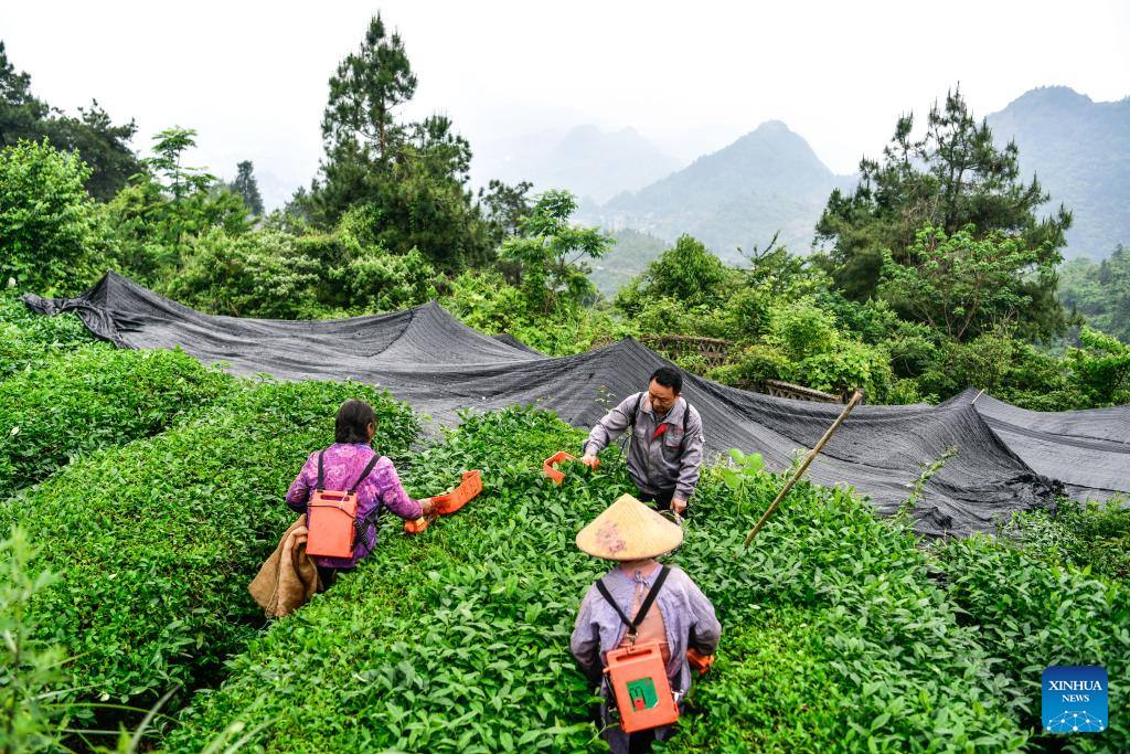 ลัดเลาะศูนย์กลางอุตสาหกรรม 'มัทฉะ' ระดับโลกในกุ้ยโจว 8 499400816 1143590001143375 5421699928286760574 n