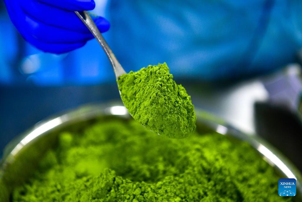 ลัดเลาะศูนย์กลางอุตสาหกรรม 'มัทฉะ' ระดับโลกในกุ้ยโจว 2 499507570 1143590074476701 8872316784695215377 n