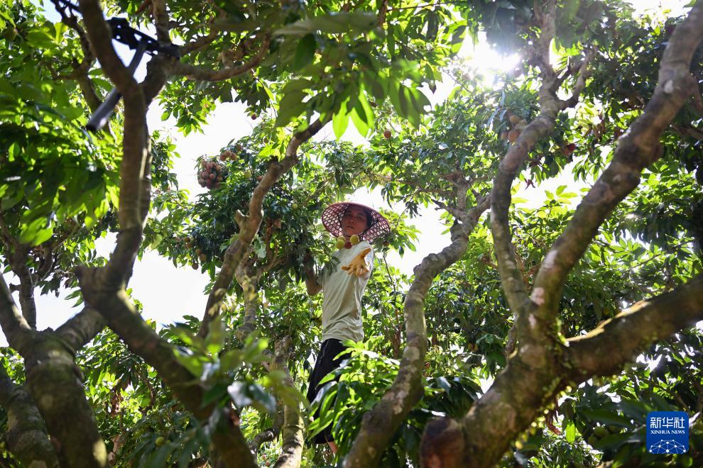 'ลิ้นจี่ไหหลำ' เจาะตลาดต่างชาติ ส่งออกทะลุ 50 ล้านหยวนแล้ว 2 500284709 1146466974189011 4176523132226893133 n