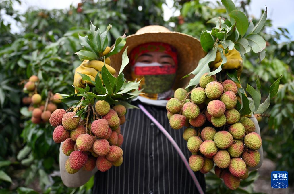 'ลิ้นจี่ไหหลำ' เจาะตลาดต่างชาติ ส่งออกทะลุ 50 ล้านหยวนแล้ว 3 500422524 1146466354189073 5917245067522794257 n