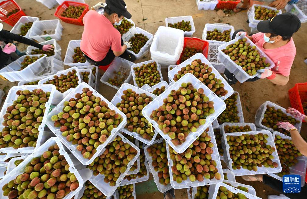 'ลิ้นจี่ไหหลำ' เจาะตลาดต่างชาติ ส่งออกทะลุ 50 ล้านหยวนแล้ว 4 500475641 1146466594189049 3413145785950778755 n