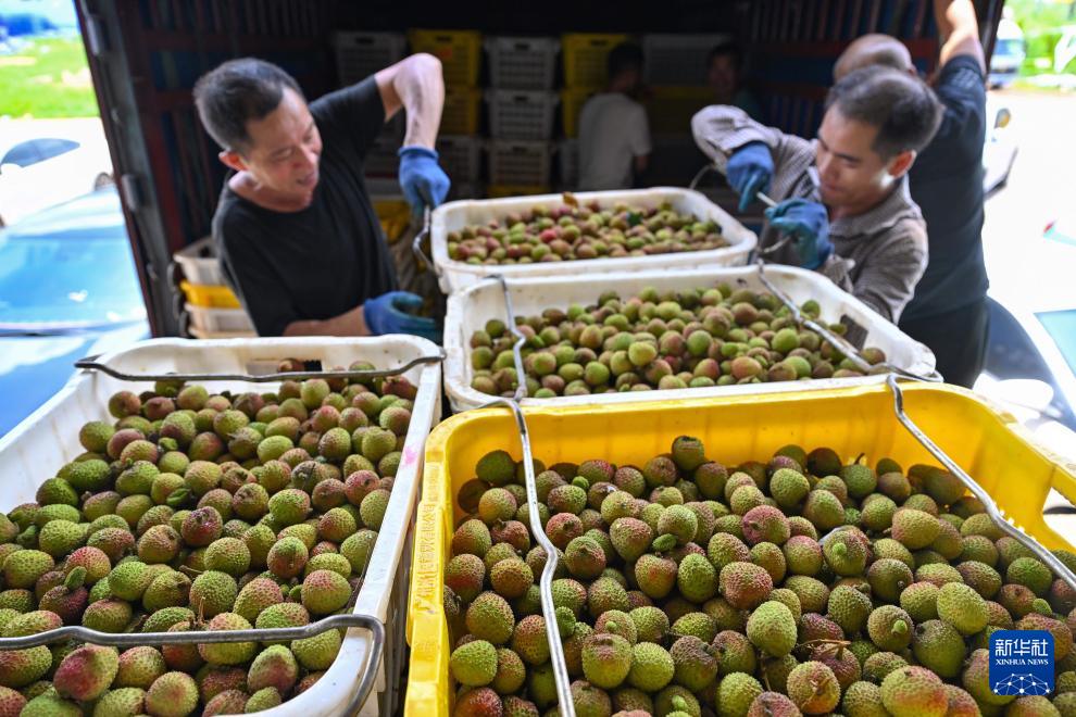 'ลิ้นจี่ไหหลำ' เจาะตลาดต่างชาติ ส่งออกทะลุ 50 ล้านหยวนแล้ว 6 500981006 1146466867522355 6104266891364931887 n