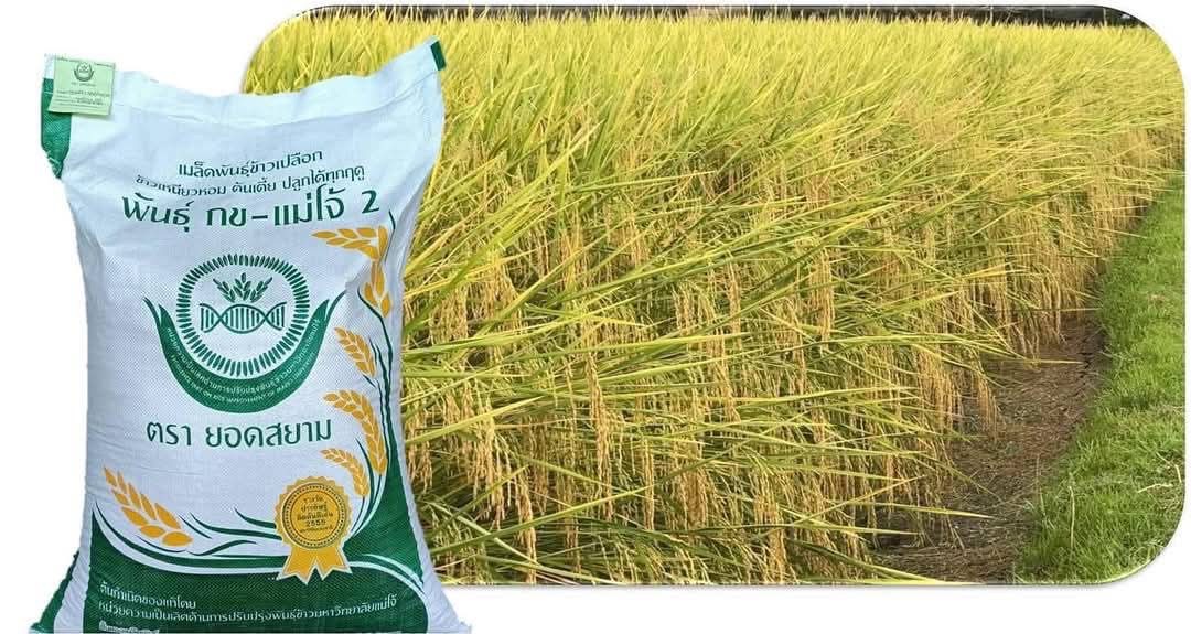 ม.แม่โจ้ ทูลเกล้าฯถวายเมล็ดพันธุ์ข้าว แด่ สมเด็จพระกนิษฐาธิราชเจ้า กรมสมเด็จพระเทพรัตนราชสุดาฯ สยามบรมราชกุมารี 9 S 12853274