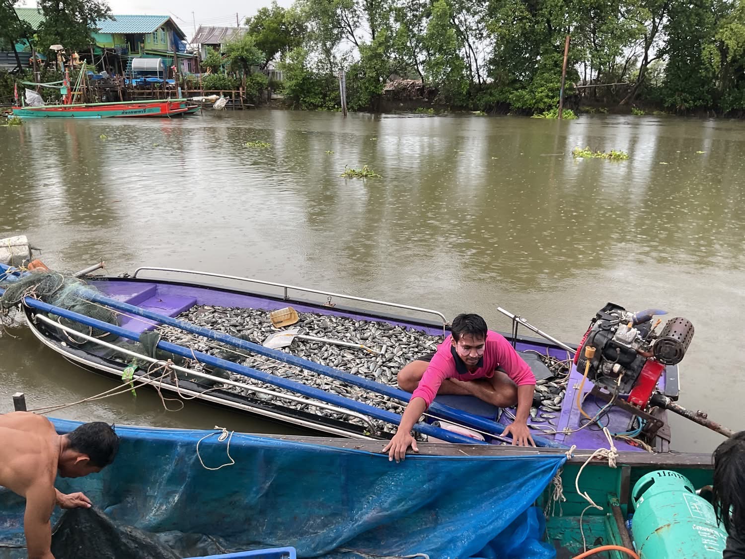 เปิดรับซื้อวันแรก สมุทรสาครแรงเกินคาด ยอดจับ S 13279256