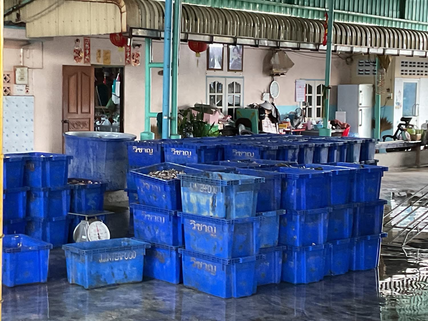 เปิดรับซื้อวันแรก สมุทรสาครแรงเกินคาด ยอดจับ S 13279257