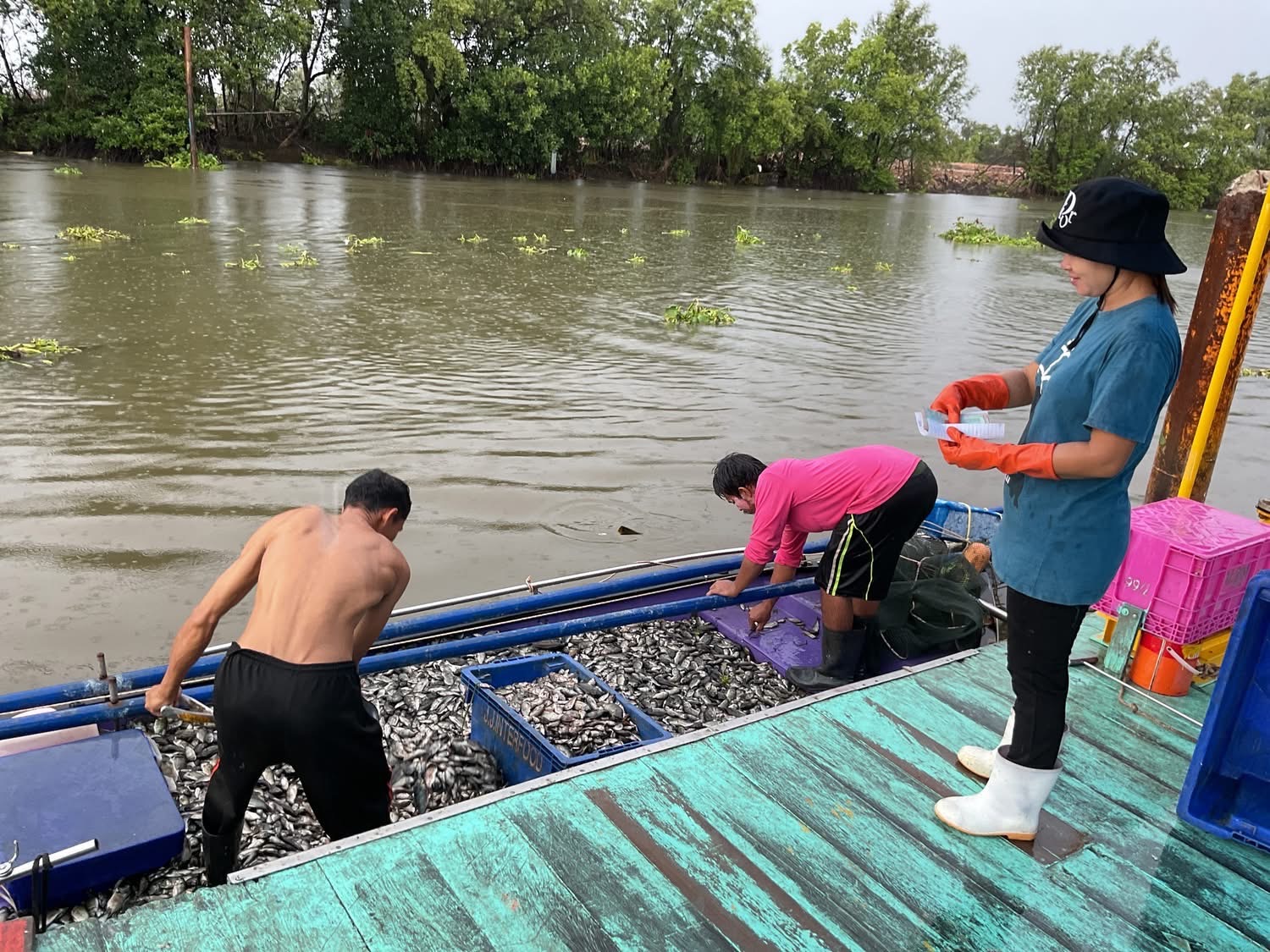 เปิดรับซื้อวันแรก สมุทรสาครแรงเกินคาด ยอดจับ S 13279259