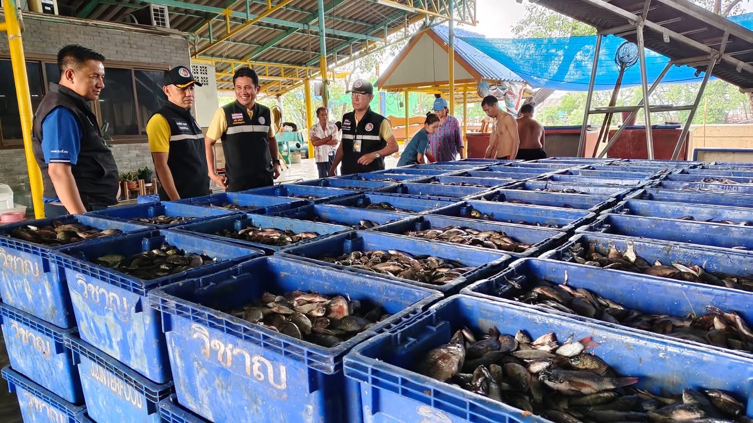 เปิดรับซื้อวันแรก สมุทรสาครแรงเกินคาด ยอดจับ S 13279260