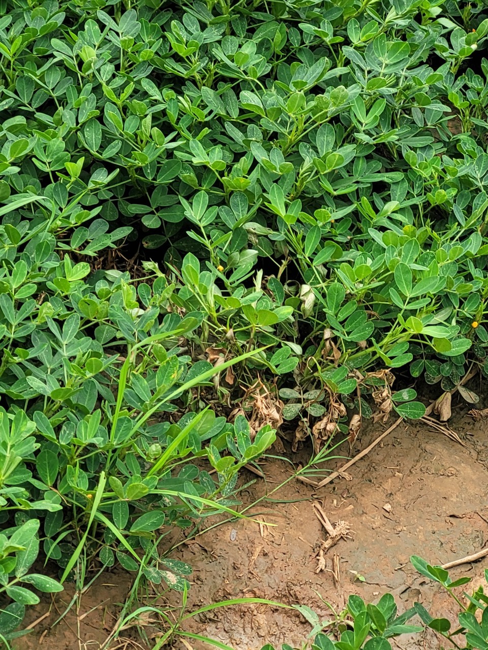 สศก. เผยผลศึกษาปัจจัยทางเศรษฐกิจต่อการตัดสินใจปลูกถั่วลิสง หนุนเกษตรกรที่มีพื้นที่เพาะปลูกนอกเขตชลประทาน หันปลูกถั่วลิสงเพิ่มรายได้ 3 S 26288153 0