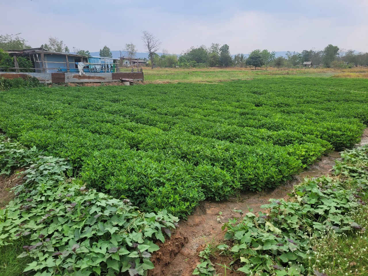 สศก. เผยผลศึกษาปัจจัยทางเศรษฐกิจต่อการตัดสินใจปลูกถั่วลิสง หนุนเกษตรกรที่มีพื้นที่เพาะปลูกนอกเขตชลประทาน หันปลูกถั่วลิสงเพิ่มรายได้ 4 S 26288154 0