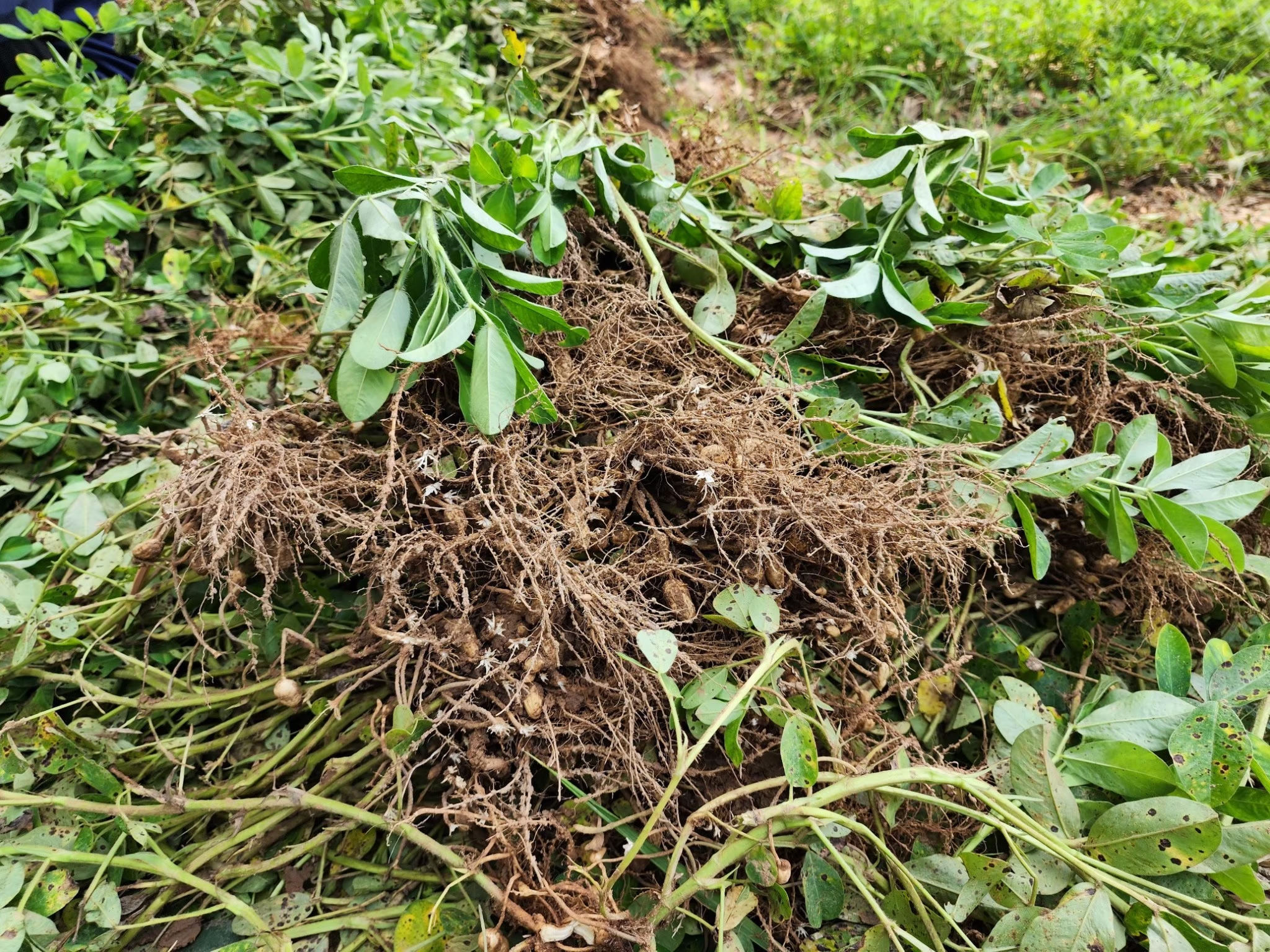 สศก. เผยผลศึกษาปัจจัยทางเศรษฐกิจต่อการตัดสินใจปลูกถั่วลิสง หนุนเกษตรกรที่มีพื้นที่เพาะปลูกนอกเขตชลประทาน หันปลูกถั่วลิสงเพิ่มรายได้ 5 S 26288155 0