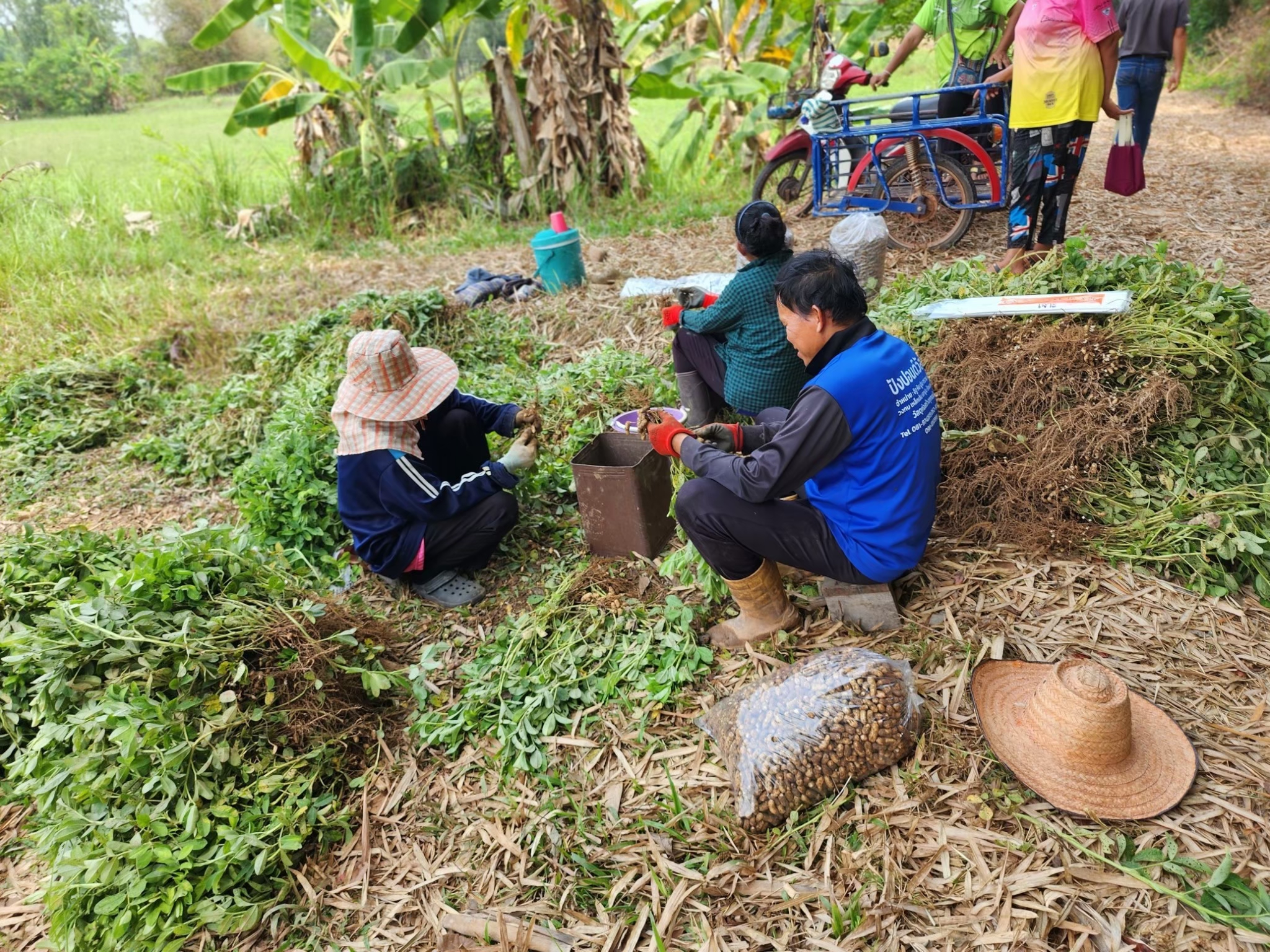 สศก. เผยผลศึกษาปัจจัยทางเศรษฐกิจต่อการตัดสินใจปลูกถั่วลิสง หนุนเกษตรกรที่มีพื้นที่เพาะปลูกนอกเขตชลประทาน หันปลูกถั่วลิสงเพิ่มรายได้ 6 S 26288156 0