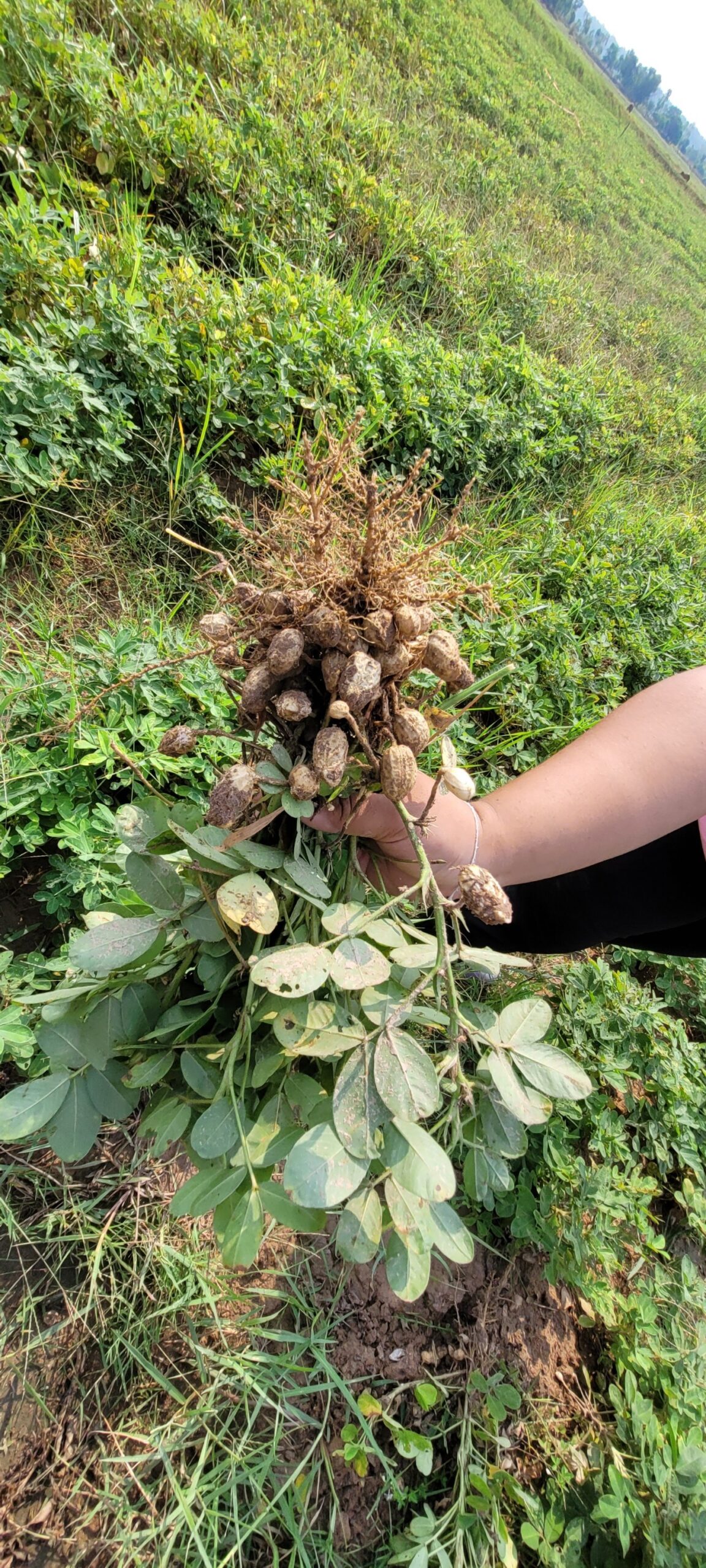 สศก. เผยผลศึกษาปัจจัยทางเศรษฐกิจต่อการตัดสินใจปลูกถั่วลิสง หนุนเกษตรกรที่มีพื้นที่เพาะปลูกนอกเขตชลประทาน หันปลูกถั่วลิสงเพิ่มรายได้ 7 S 26288157 0 scaled