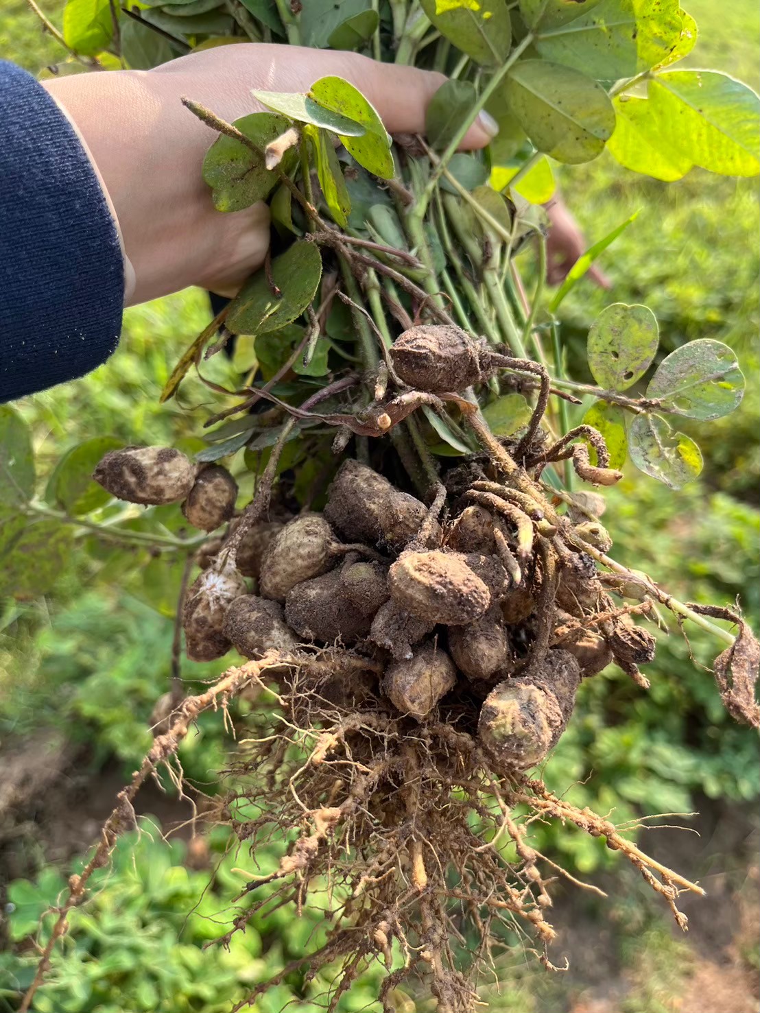 สศก. เผยผลศึกษาปัจจัยทางเศรษฐกิจต่อการตัดสินใจปลูกถั่วลิสง หนุนเกษตรกรที่มีพื้นที่เพาะปลูกนอกเขตชลประทาน หันปลูกถั่วลิสงเพิ่มรายได้ 8 S 26288158 0