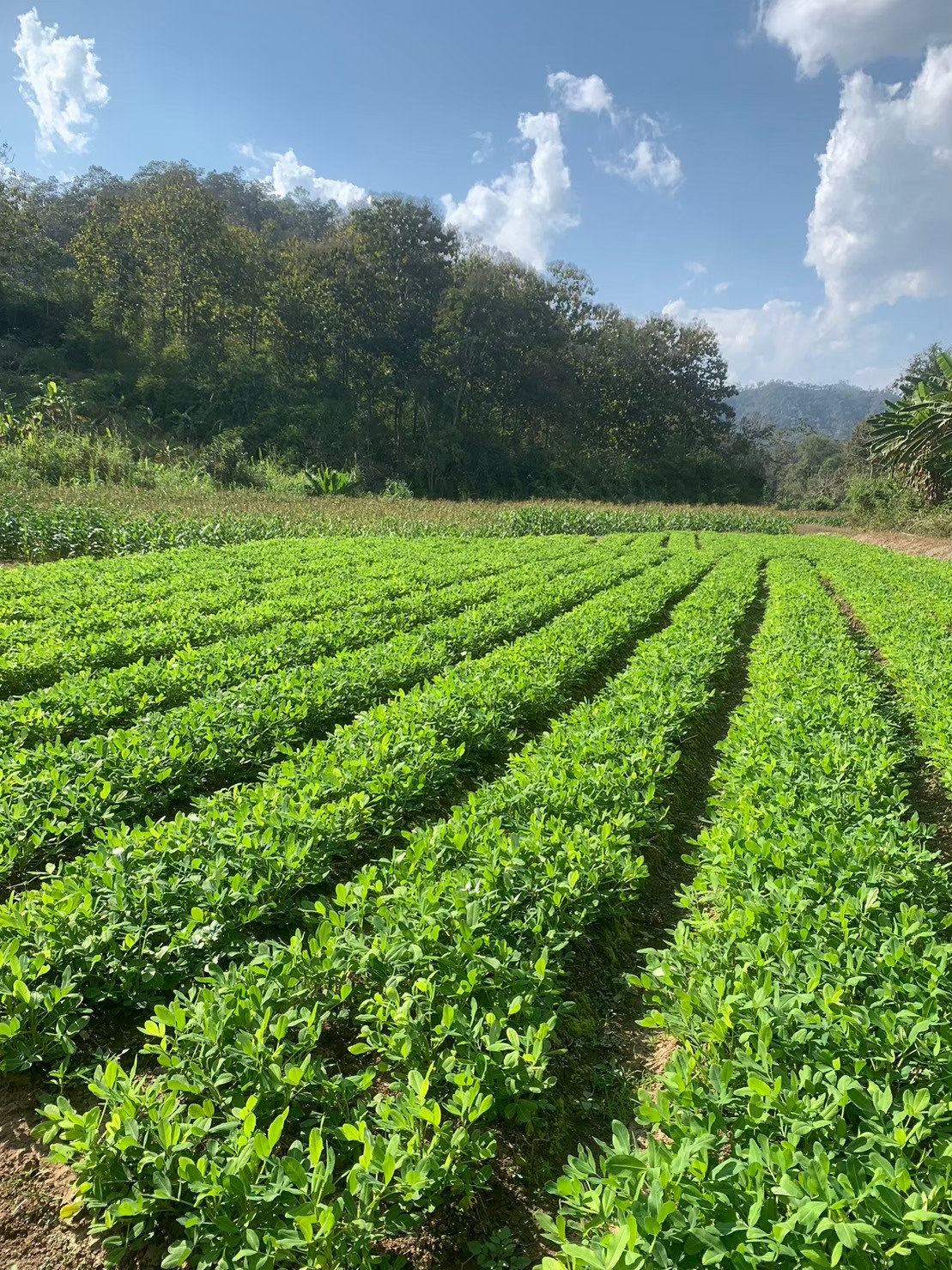 สศก. เผยผลศึกษาปัจจัยทางเศรษฐกิจต่อการตัดสินใจปลูกถั่วลิสง หนุนเกษตรกรที่มีพื้นที่เพาะปลูกนอกเขตชลประทาน หันปลูกถั่วลิสงเพิ่มรายได้ 9 S 26288159 0