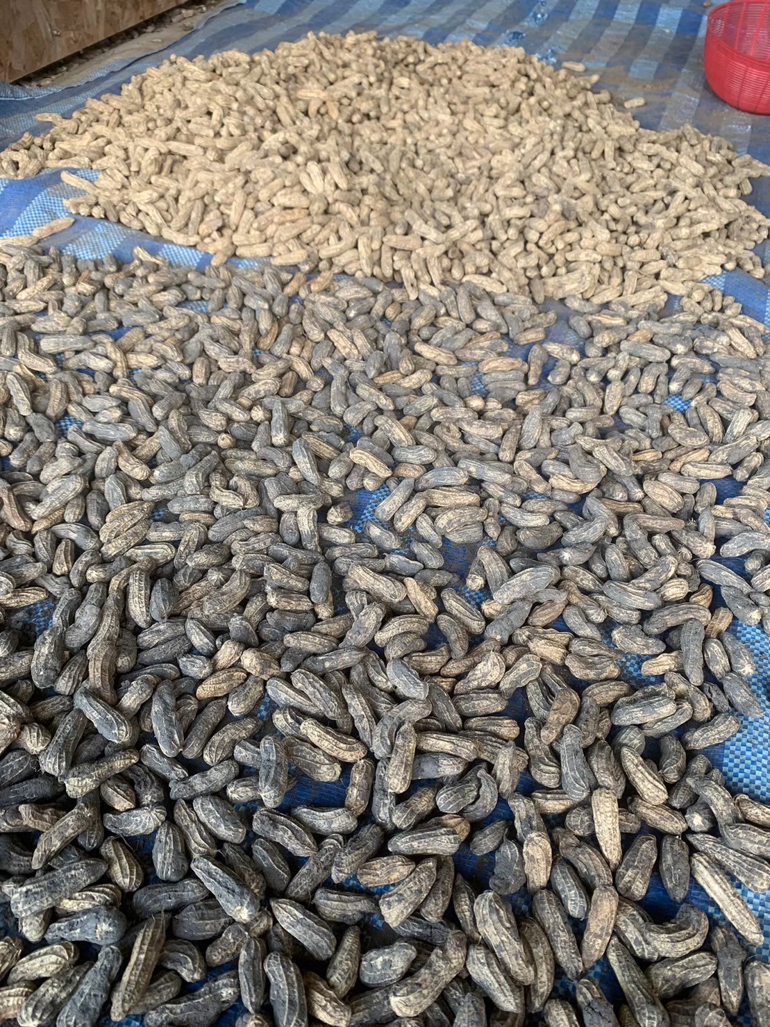 สศก. เผยผลศึกษาปัจจัยทางเศรษฐกิจต่อการตัดสินใจปลูกถั่วลิสง หนุนเกษตรกรที่มีพื้นที่เพาะปลูกนอกเขตชลประทาน หันปลูกถั่วลิสงเพิ่มรายได้ 10 S 26288160 0