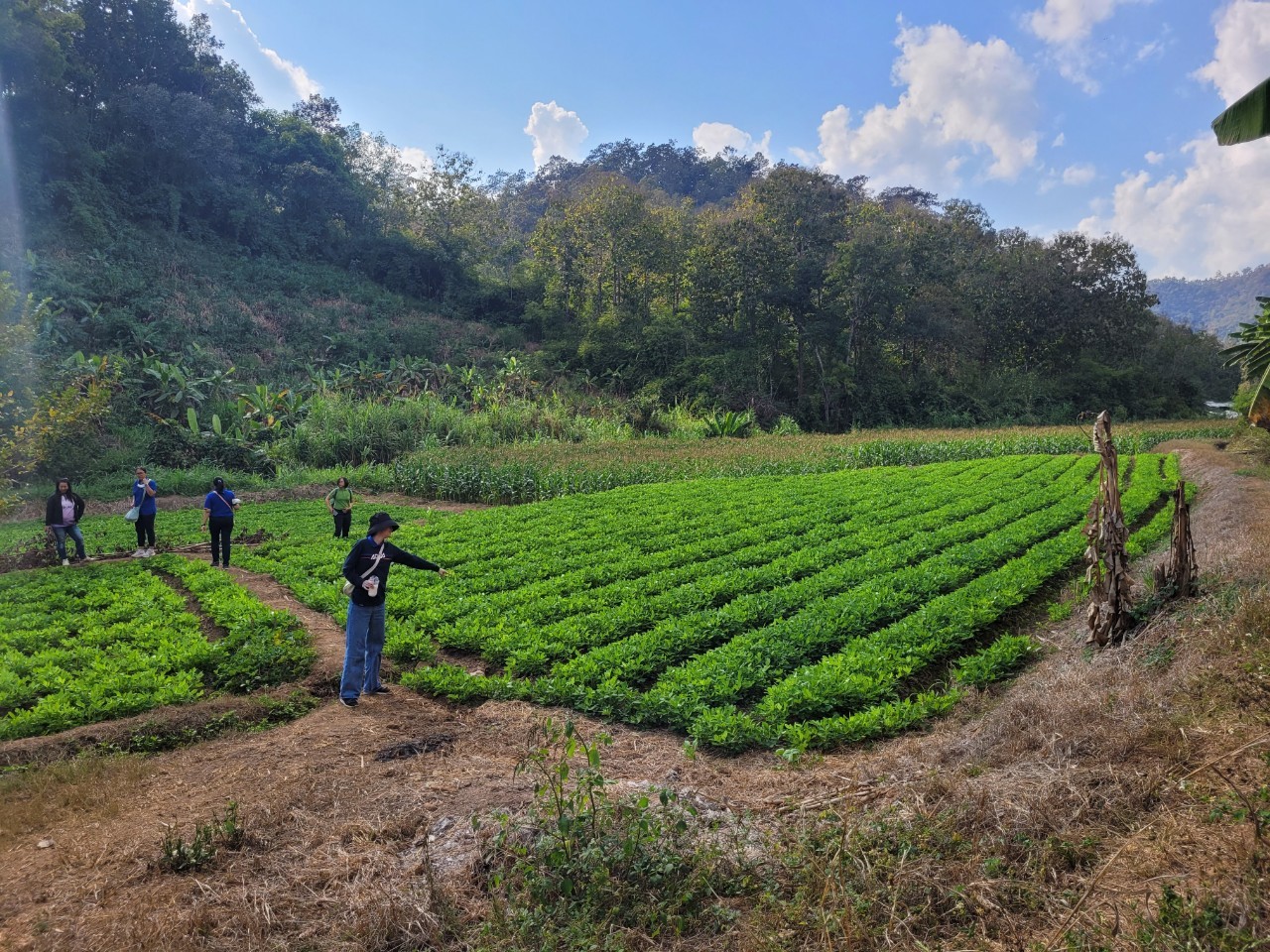 สศก. เผยผลศึกษาปัจจัยทางเศรษฐกิจต่อการตัดสินใจปลูกถั่วลิสง หนุนเกษตรกรที่มีพื้นที่เพาะปลูกนอกเขตชลประทาน หันปลูกถั่วลิสงเพิ่มรายได้ 11 S 26288161 0
