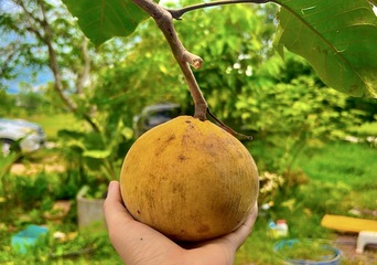 ‘กระท้อนนาปริก’ จ.สตูล สินค้า GI มุ่งยกระดับคุณภาพ พัฒนาตลาด สร้างรายได้อย่างยั่งยืน 10 S 9330713 0 0