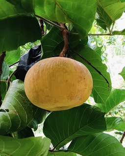 ‘กระท้อนนาปริก’ จ.สตูล สินค้า GI มุ่งยกระดับคุณภาพ พัฒนาตลาด สร้างรายได้อย่างยั่งยืน 8 S 9330716 0 0