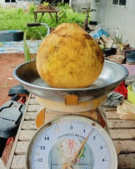 ‘กระท้อนนาปริก’ จ.สตูล สินค้า GI มุ่งยกระดับคุณภาพ พัฒนาตลาด สร้างรายได้อย่างยั่งยืน 9 S 9330718 0 0