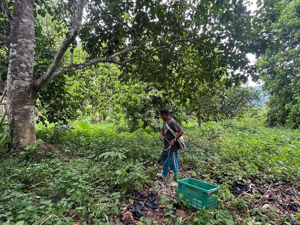 ‘กระท้อนนาปริก’ จ.สตูล สินค้า GI มุ่งยกระดับคุณภาพ พัฒนาตลาด สร้างรายได้อย่างยั่งยืน 4 S 9330725 0 0 rotated