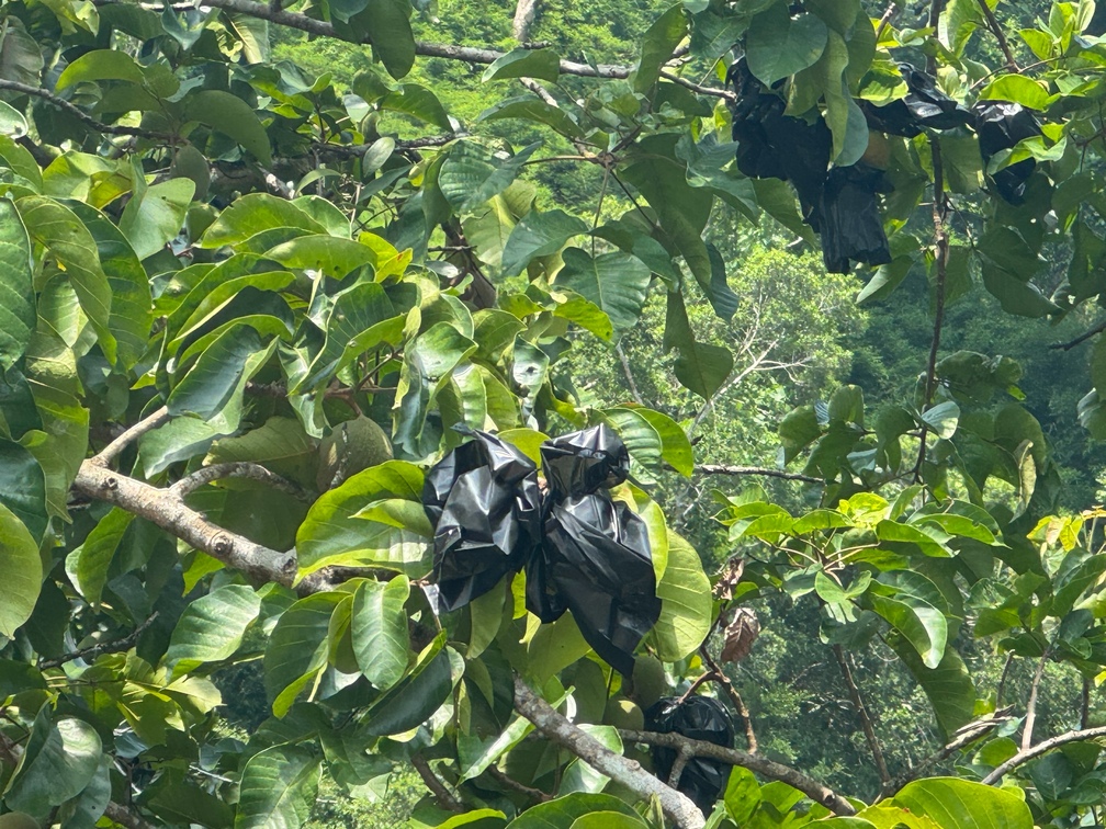 ‘กระท้อนนาปริก’ จ.สตูล สินค้า GI มุ่งยกระดับคุณภาพ พัฒนาตลาด สร้างรายได้อย่างยั่งยืน 6 S 9330727 0 0