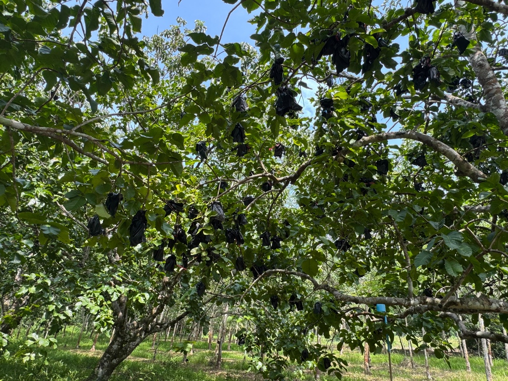 ‘กระท้อนนาปริก’ จ.สตูล สินค้า GI มุ่งยกระดับคุณภาพ พัฒนาตลาด สร้างรายได้อย่างยั่งยืน 5 S 9330728 0 0