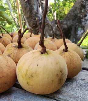 ‘กระท้อนนาปริก’ จ.สตูล สินค้า GI มุ่งยกระดับคุณภาพ พัฒนาตลาด สร้างรายได้อย่างยั่งยืน 7 S 9330730 0 0 1